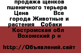 продажа щенков пшеничного терьера › Цена ­ 35 000 - Все города Животные и растения » Собаки   . Костромская обл.,Вохомский р-н